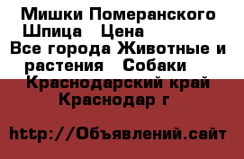 Мишки Померанского Шпица › Цена ­ 60 000 - Все города Животные и растения » Собаки   . Краснодарский край,Краснодар г.